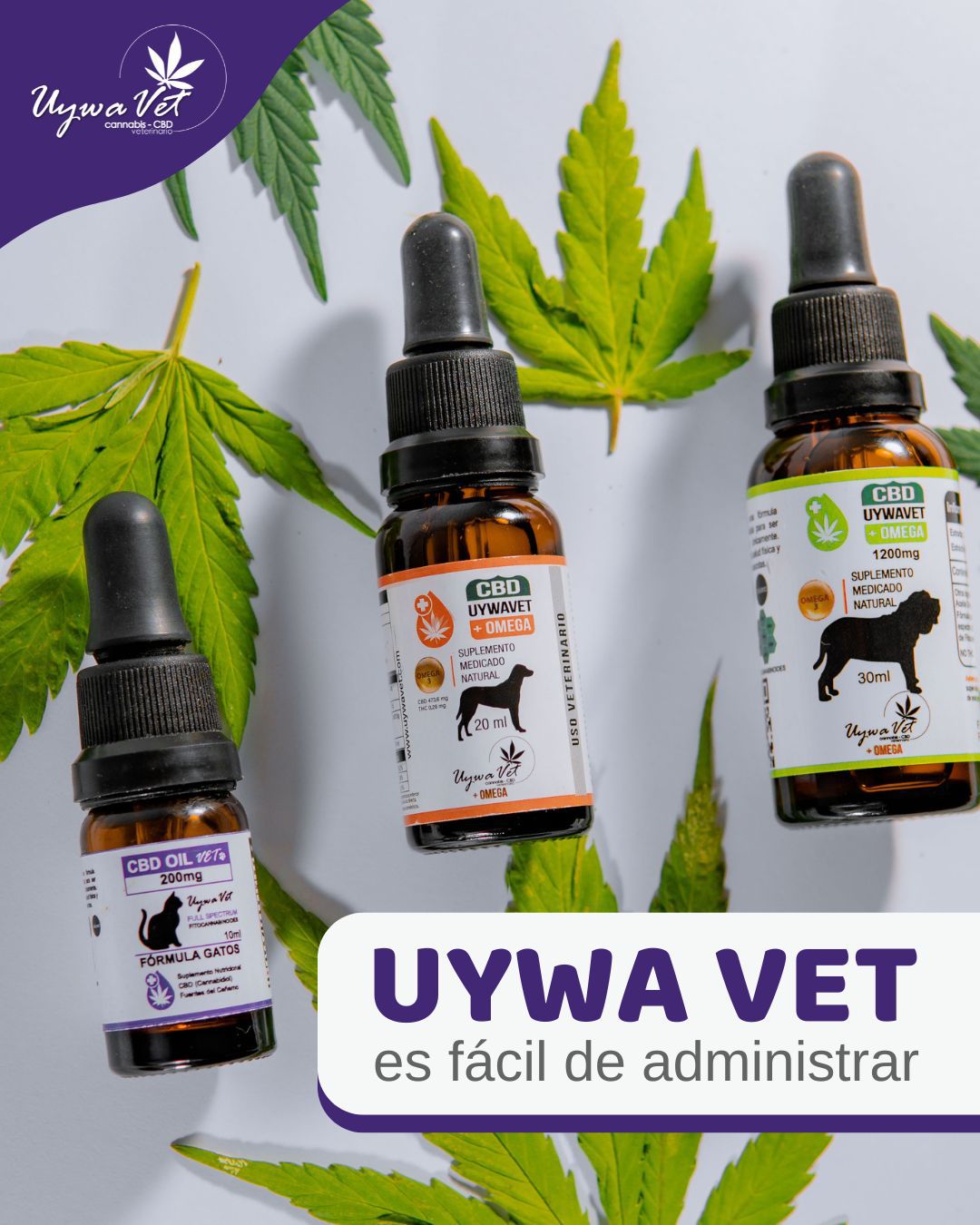 cbd para gatos ecuador