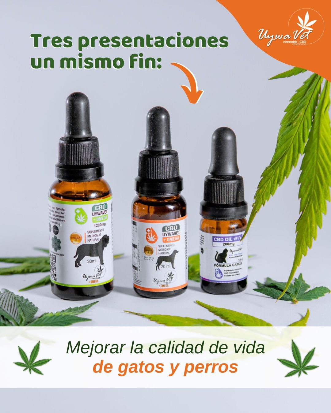 cbd para mascotas quito