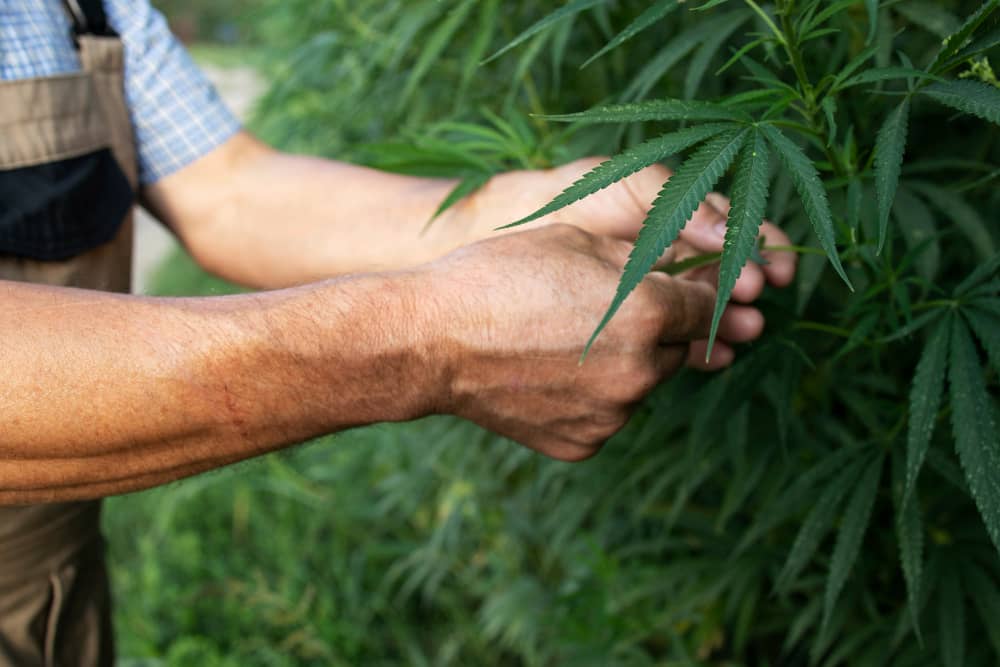 Especialización Técnica en Siembra, Cultivo y Extración de Cannabis (No Psicoactivo y Cáñamo)